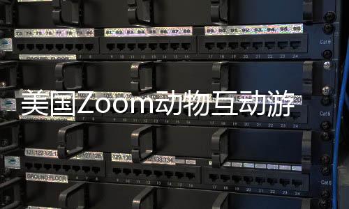 美国Zoom动物互动游戏