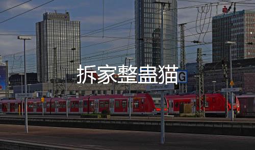 拆家整蛊猫